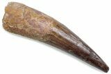 Fossil Spinosaurus Tooth - Restored Tip #376371-1